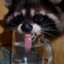 RonaldTheRaccoon