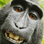 Sherife Monkey