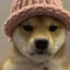 All time Dog wif hat