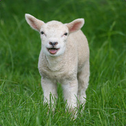 LittleShep