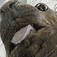 Squilbus Mugilgus