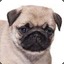 Mr Pug