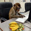 Business Monkey