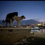 『呜...求你了...那里脏...不可以...好疼..啊...』