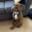 DogFart