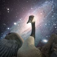 Space Goose