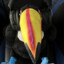 toucan gaming