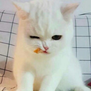 全宇宙雌性动物的梦想