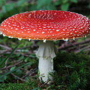 Mushroom's Avatar