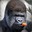 Rustler of Jimmies