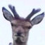 Boshist