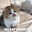 meow
