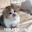 meow