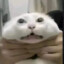 qeqewqe