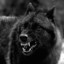 Wolf1912