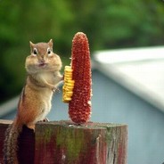 Собачий депутат