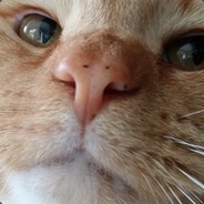 MrShimmy