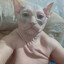 Cattacular