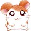 HAMSTER