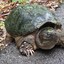 ThiccTurtle