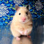 SadHamster