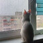 frizAkk