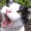 yelling cat