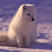 爱潜水的章鱼哥