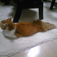 Crazzy_25cat_hizanoue