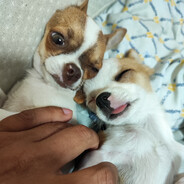 The Chihuas - steam id 76561197960540539