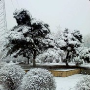 Floating blood follows maple