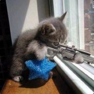 SNiperCat