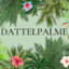 Dattelpalme