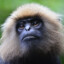 Nilgiri Langur