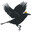 PotheadCrow
