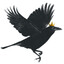 PotheadCrow