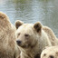 Dr. Bear(2)en