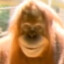 da pohuy