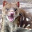 Quoll