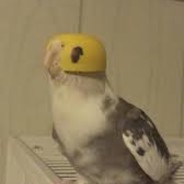 birb.exe stopped working