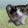 katze