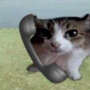 katze