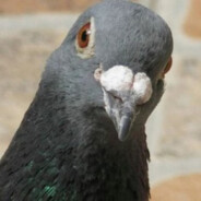 Giggitypigeon