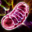 Mitocondria
