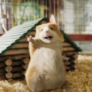 我勒个豚鼠要鼠了！