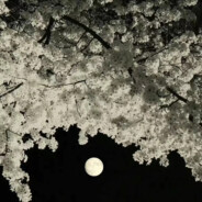 偏爱小巷里的猫