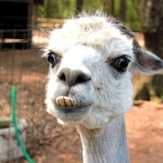 ssdd - after years . . .