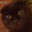 PersianCat