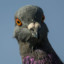 Thunder_Pigeon