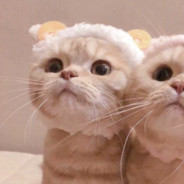 痴呆少女阿巴酱